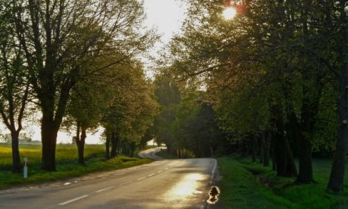 Zdjecie POLSKA / pomorskie / okolice Dziadowa / W stron soca