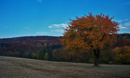 Zdjecie POLSKA / Podkarpacie / Iwonicz-Zdrj / Iwonicz- Zdrj jesieni