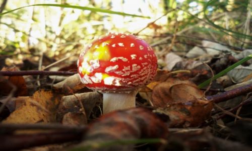 Zdjecie POLSKA / Podkarpacie / Iwonicz- Zdrj / Grzybek muchomorek