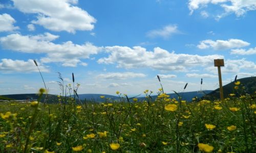 Zdjęcie POLSKA / SUDETY / okolice Wielkiego Szyszaka / KARKONOSZE