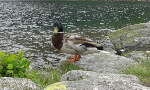 Zdjcie POLSKA / tatry wysokie / Czarny Staw Gsienicowy / WEEKENDOWO 07'14 (kaczucha na Gsienicowym)