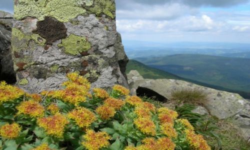 Zdjęcie POLSKA / Beskid Żywiecki / Babia Góra / Różeniec górski
