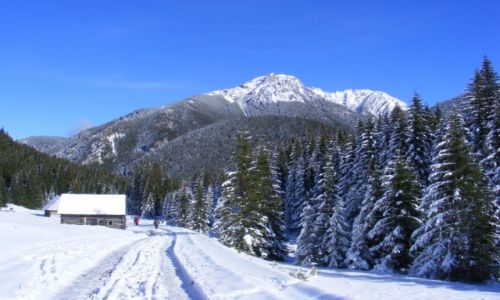 Zdjecie POLSKA / Tatry / Polana Chochoowska / Dolina Chochoowska