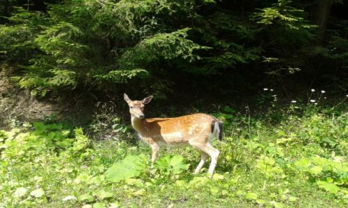 Zdjecie POLSKA / BESKID SADECKI / KRYNICA ZDRJ / PORANNY SPACER 