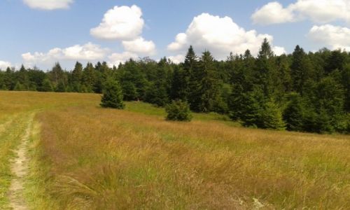 Zdjecie POLSKA / BESKID SDECKI / KRYNICA ZDRJ / NA SZLAKU 