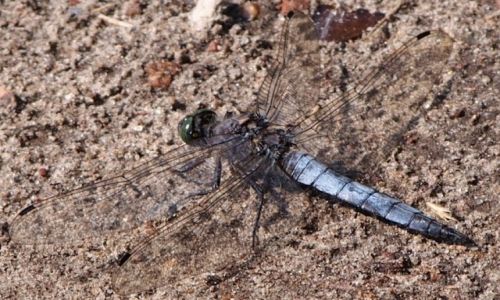 Zdjecie POLSKA / Wielkopolska / Jezioro Brzostek / Ważka