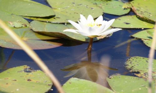 Zdjecie POLSKA / Wielkopolska / Jezioro Brzostek / Lilia wodna