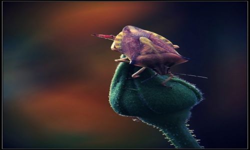 Zdjęcie POLSKA / ..... / ....... / Robaczek- pluskwiaczek