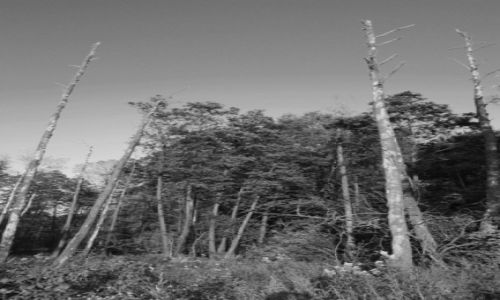 Zdjęcie POLSKA / Mazowsze / Las Karwacki / ???