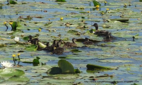 Zdjęcie POLSKA / Zulawy Wislane / Jezioro Druzno / Rodzinka