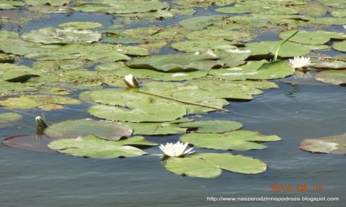 Zdjęcie POLSKA / Zulawy Wislane / Jezioro Druzno / Lilie wodne