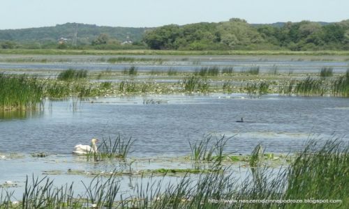 Zdjęcie POLSKA / Zulawy Wislane / Jezioro Druzno / Spokój