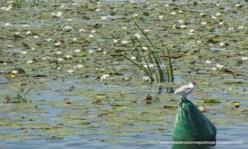Zdjęcie POLSKA / Zulawy Wislane / Jezioro Druzno / Odpoczynek