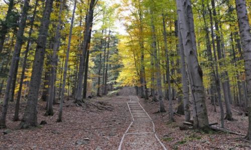 Zdjcie POLSKA / Beskid ywiecki / Babiogrski Park Narodowy / W drodze na Markowe Szczawiny