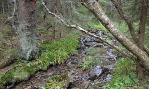 Zdjcie POLSKA / Beskid ywiecki / Babiogrski Park Narodowy / Potok babiogrski