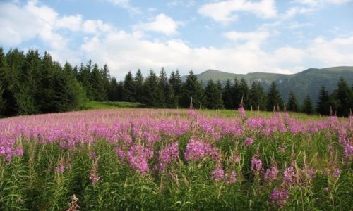 Zdjecie POLSKA / Maopolska / Tatry... / Penia lata...