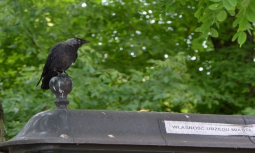 Zdjęcie POLSKA / Małopolska / Krakowskie planty / Krakowski spleen