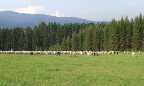 Zdjecie POLSKA / Maopolska / Pieniny / Chopaki na wypasie