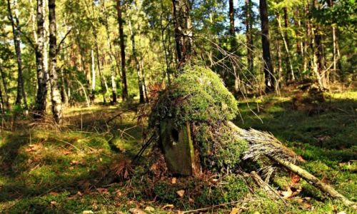 Zdjecie POLSKA / Kujawsko-Pomorski / Puszcza Bydgoska / Lene nastroje- troche smutne ale moje ...