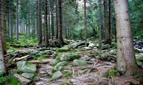 Zdjecie POLSKA / - / Karpacz / Karpacz - las i kamienie