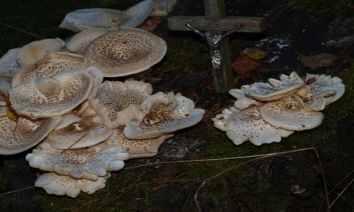 Zdjęcie POLSKA / - / LAS / zapomniany cmentarz przez ludzi i BOGA
