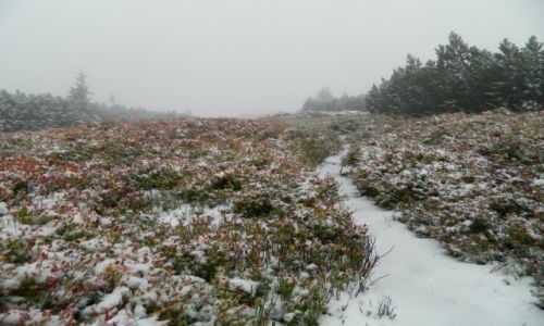 Zdjcie POLSKA / Beskid / masyw pilska / Pilsko we mgle i niegu 23.09.14