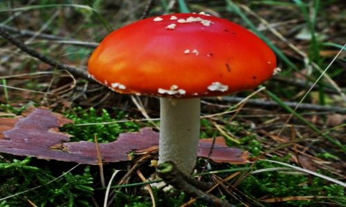 Zdjecie POLSKA / Kuj-pom. / Brzoza / Ozdobny