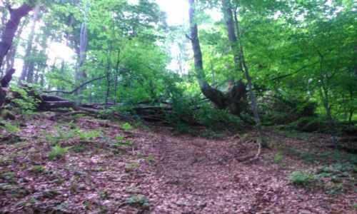 POLSKA / Beskid Niski / Wejcie na Ostry Wierch / Bieszczady- Karkonosze (W drodze na Lackow)