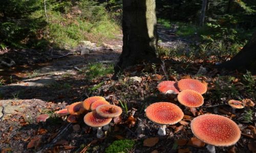 Zdjecie POLSKA / Beskid May / Mada Hora / Muchomorki II