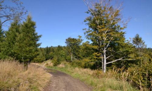 Zdj�cie POLSKA / Beskid Ma�y / Groniczki / Na Groniczkach I