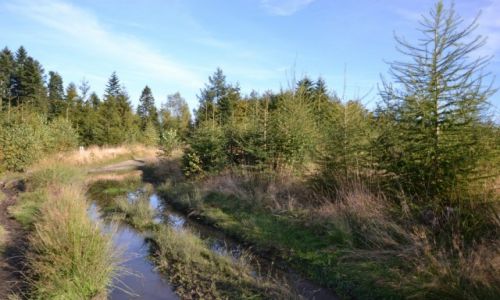 Zdj�cie POLSKA / Beskid Ma�y / Groniczki / Na Groniczkach II