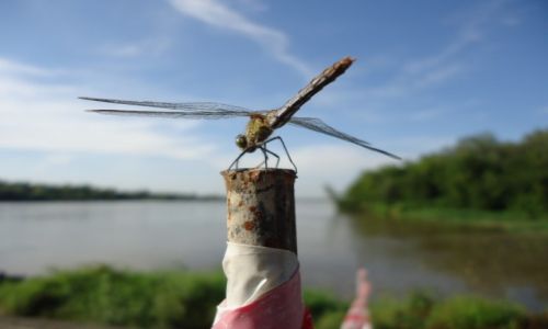 Zdjecie POLSKA / Wojewdztwo mazowieckie / okolice Karczewa / Waka