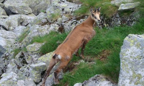 Zdjecie POLSKA / Tatry / Tatry Wysokie / Umiech prosz!