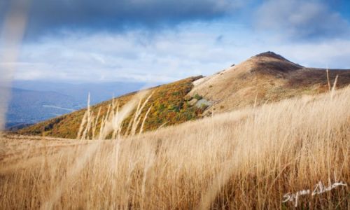 Zdjecie POLSKA / Bieszczady / Smerek / Spomidzy traw