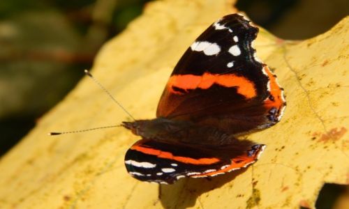 Zdjecie POLSKA / Beskidy / Beskidy / Jesienny motyl