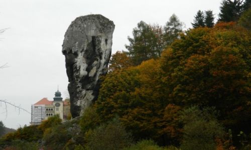 Zdjecie POLSKA / ojcw / .. / maczuga herkulesa
