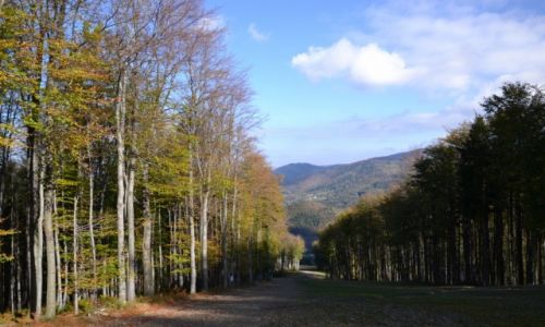 Zdjcie POLSKA / Beskid lski / Czantoria / Beskidzka jesie I