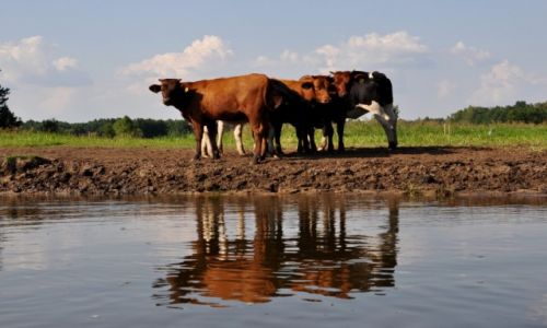 Zdjecie POLSKA / woj podlaskie / grna Narew / Nad rzek
