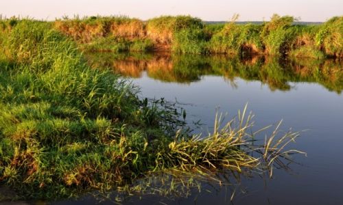 Zdjcie POLSKA / woj podlaskie / grna Narew / Poranne soce