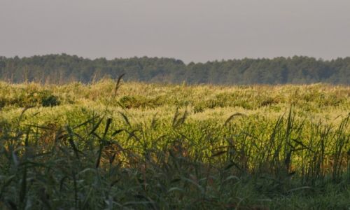 Zdjcie POLSKA / grna Narew / Narwiaski Park Narodowy / ki