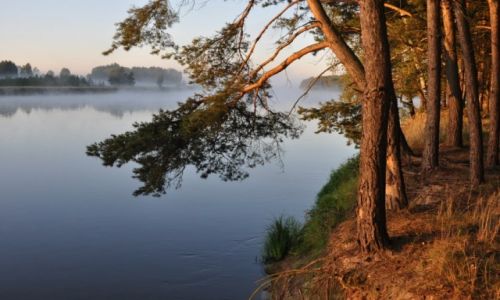 Zdjęcie POLSKA / Nadbużański Park Krajobrazowy / za Drohiczynem / Sosny