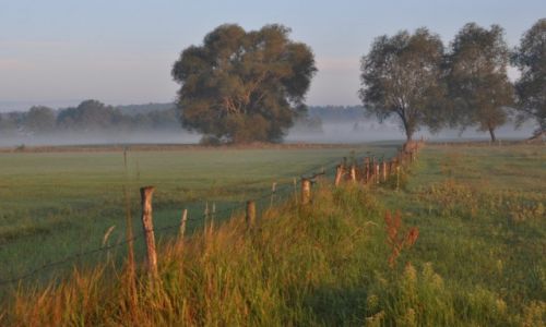 Zdjęcie POLSKA / Mazowsze / za Wyszkowem / Pastwisko