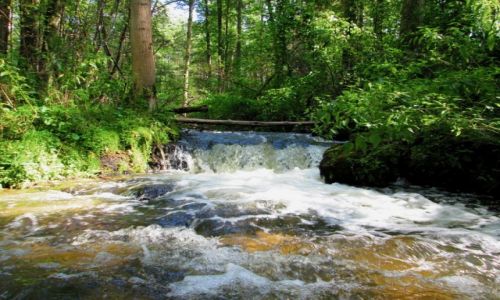 Zdjęcie POLSKA / ROZTOCZE / CZARTOWE POLE / Pod prąd