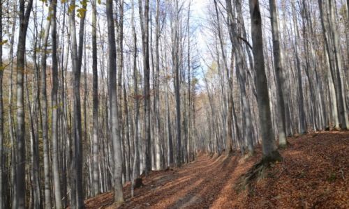 Zdjecie POLSKA / Beskid ywiecki / Lasy czatoaskie / Jesie pod Cylem