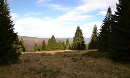 Zdjecie POLSKA / Beskid ywiecki / Pod Ma Babi / Hala Czarna