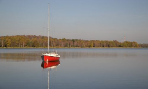 Zdjcie POLSKA / Grny lsk / Tychy - Paprocany / Samotny biay agiel
