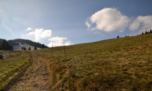 Zdjcie POLSKA / Beskid ywiecki / Hala Rycerzowa / Na hali