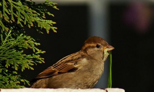Zdjcie POLSKA / Kuj-pom. / Inowrocaw / Wrbelek)owa)