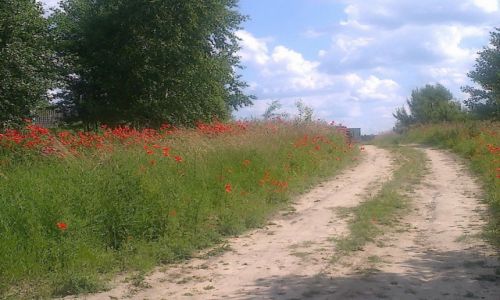 Zdjcie POLSKA / Ziemia Lubuska / Radcin / Ostatnie dzikie miejsce w Polsce