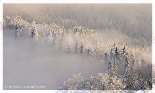 Zdjecie POLSKA / Pieniny / Wysoka / Pieniski las